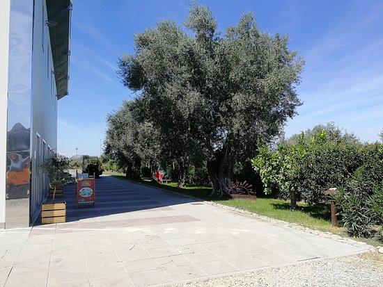 Olio Parisi