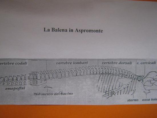 Museo civico di paleontologia e scienze naturali dell'Aspromonte